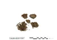 藏品(紫萼苔屬)的圖片